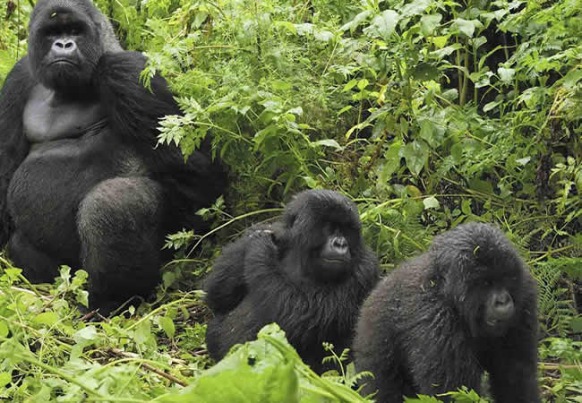 Mountain-Gorillas in Uganda